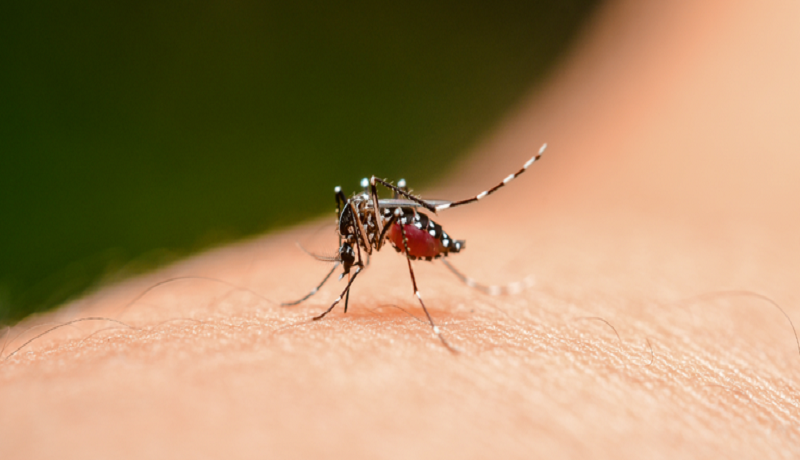 Agentes De Combate S Endemias Visitam Resid Ncias Em Busca Do Mosquito